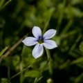 Lawn flower