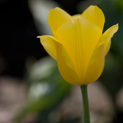 Tulip Fields