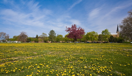 Dandelions can be pretty...