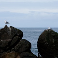 2 gulls on the rocks