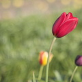 060422 Tulips MG 0348-01