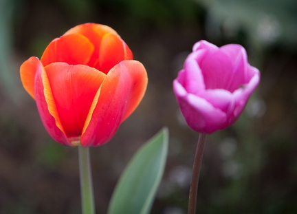 120414 TulipFarm 025