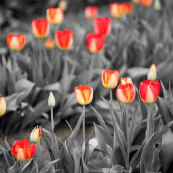 120414 tulip field