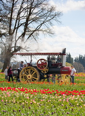 120414 TulipFarm 278