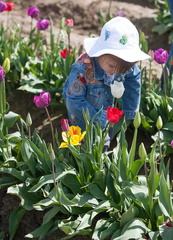 120414 TulipFarm 290