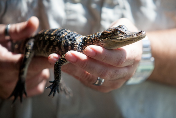 120518 Alligator 062