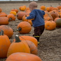 121021 PumpkinPatch 180