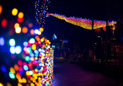 121220 ZooLights 226