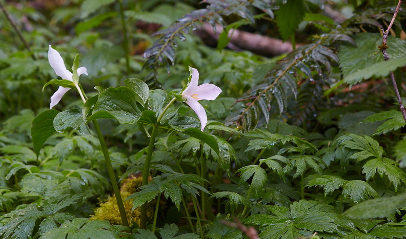 210410 Trilliums 005