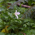 210410 Trilliums 005