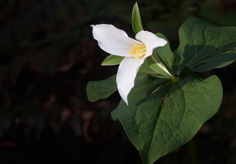 210410 Trilliums 015