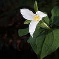 210410 Trilliums 015