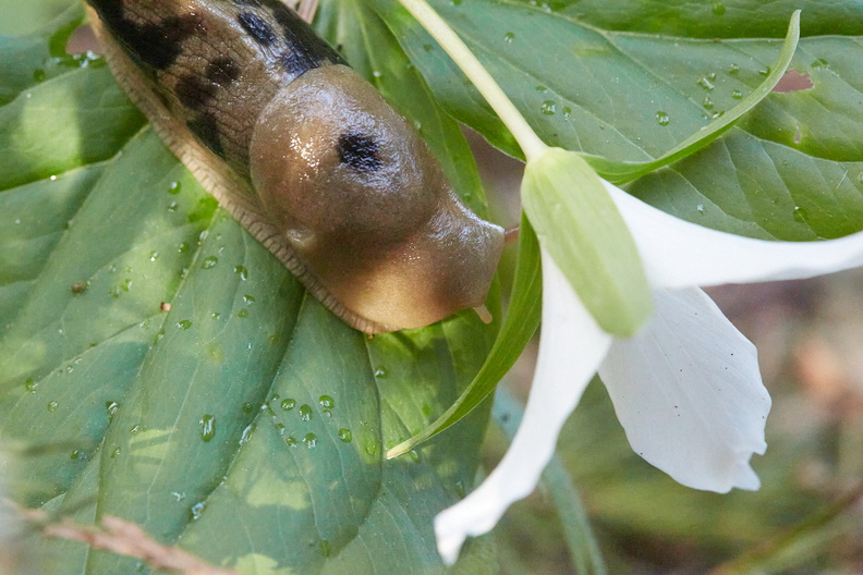 210410 Trilliums 018