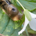 210410 Trilliums 018