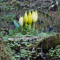 210410 Trilliums 381