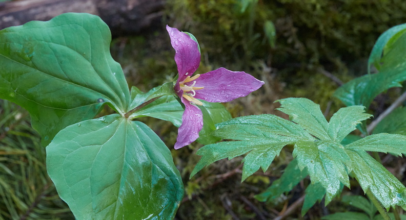 210410 Trilliums 385