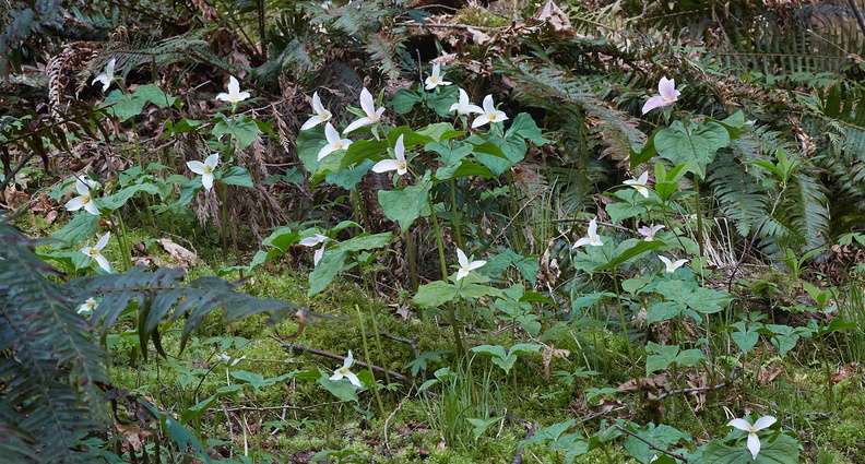 210410 Trilliums 388