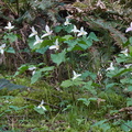 210410 Trilliums 388