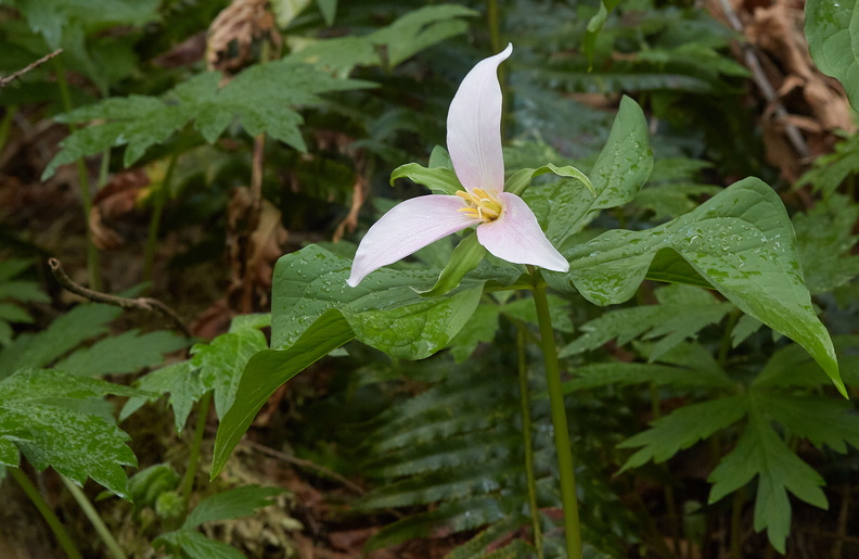 210410 Trilliums 390