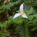 210410 Trilliums 390