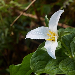 210410_Trilliums