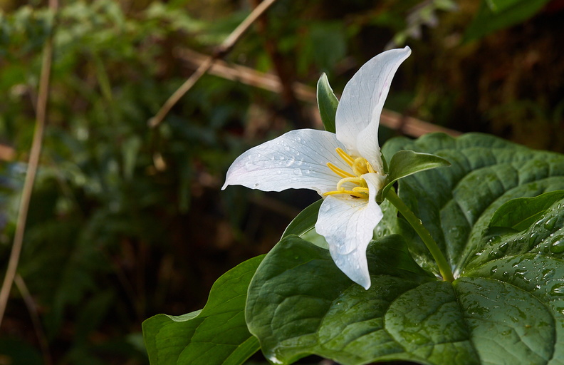 210410 Trilliums 398