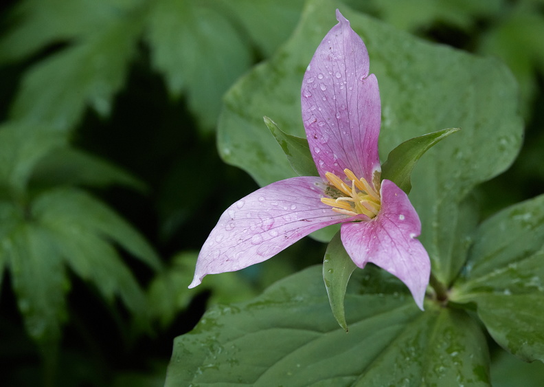 210410 Trilliums 399