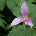 210410 Trilliums 399