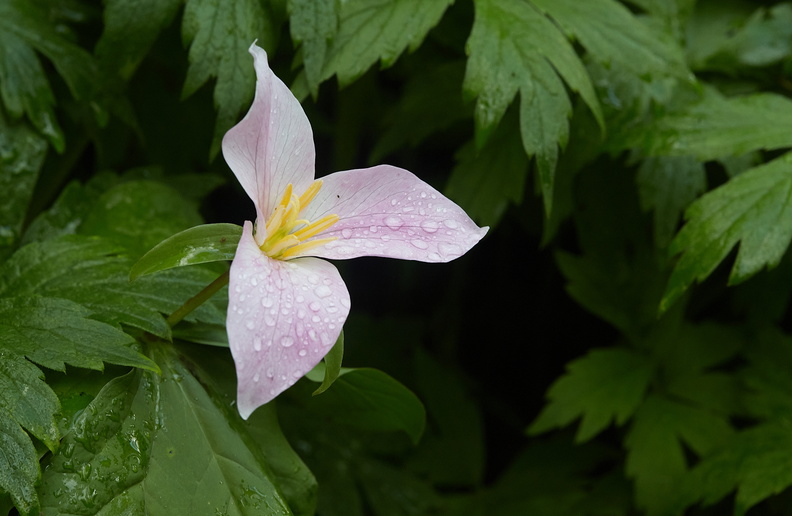 210410 Trilliums 401