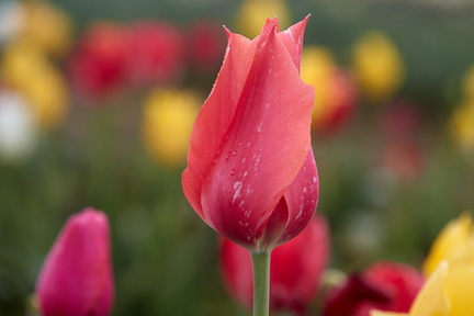 230430 TulipFields 239