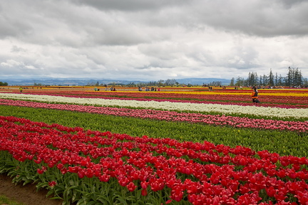 230430 TulipFields 001