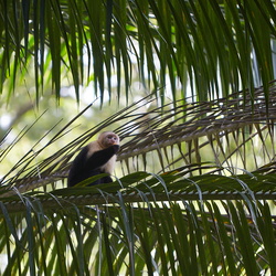 Uvita