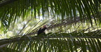 Uvita