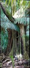 240803 CostaRica 1080 Panorama