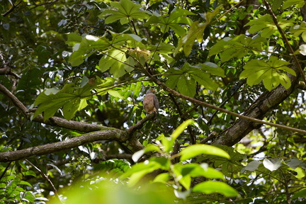 240803 CostaRica 1226