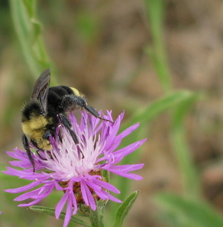 Bumble bee gorging itself